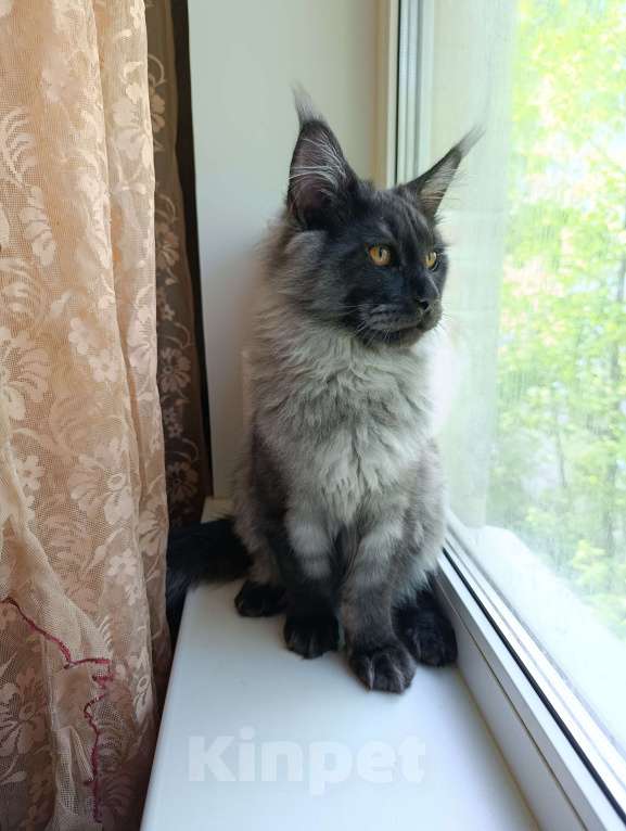 Кошки в Санкт-Петербурге: Котик Мейн-кун Мальчик, 90 000 руб. - фото 4