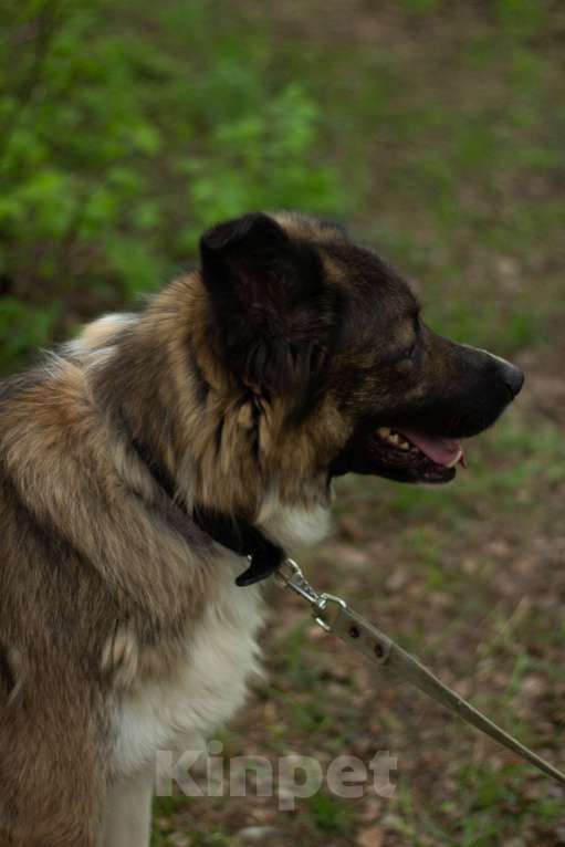 Собаки в Москве: Артем Мальчик, Бесплатно - фото 2