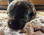 Собаки в Домодедово: Продаётся щенок лабрадора Мальчик, 50 000 руб. - фото 1