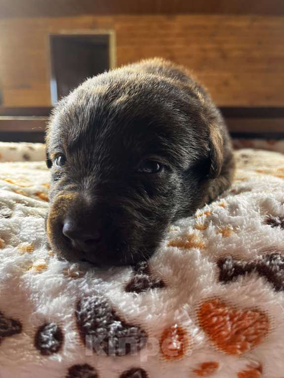 Собаки в Домодедово: Продаётся щенок лабрадора Мальчик, 50 000 руб. - фото 1