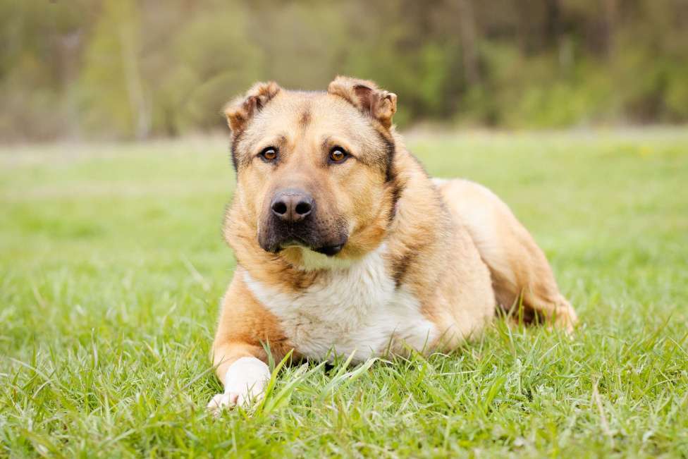 Собаки в Москве: Алабай в добрые руки Мальчик, Бесплатно - фото 5