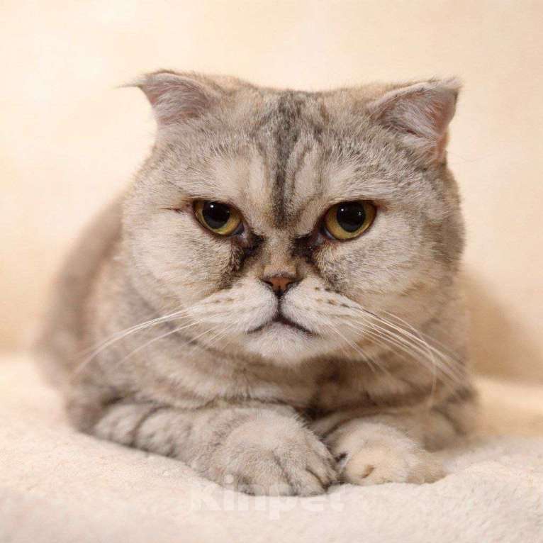 Кошки в Москве: Представляем вам очаровательную кошечку Эммочку! Девочка, Бесплатно - фото 2