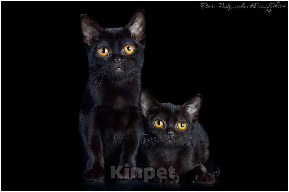 Кошки в Ростове-на-Дону: Котята породы Бомбей Мальчик, Бесплатно - фото 8