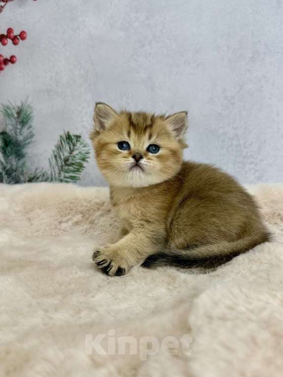 Кошки в Саранске: Прямоухая шотландская девочка золотая шиншилла Девочка, 45 000 руб. - фото 6