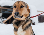 Собаки в Москве: особенный пёсик в поисках семьи Мальчик, Бесплатно - фото 5