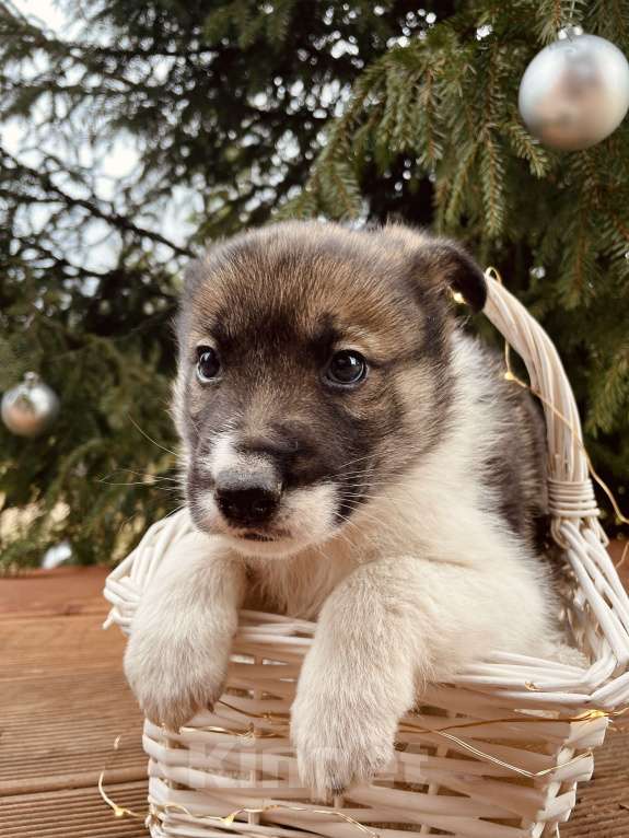 Собаки в Москве: Топтыш ищет семью  Мальчик, Бесплатно - фото 6