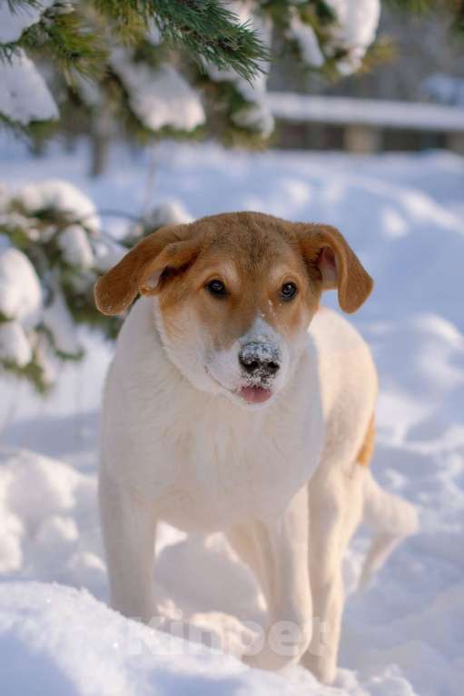 Собаки в Москве: Белый щенок Дин от папы-алабая ищет дом Мальчик, Бесплатно - фото 7