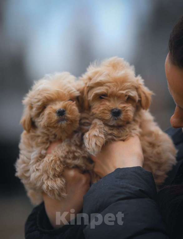 Собаки в Москве: Девочки МАЛЬТИПУ F1 Девочка, 120 000 руб. - фото 2