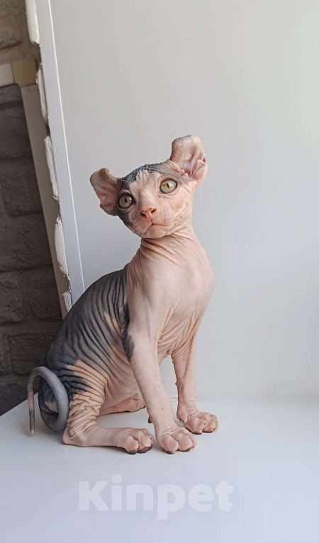 Кошки в Нефтекамске: Шикарные эльфы Мальчик, 38 000 руб. - фото 1