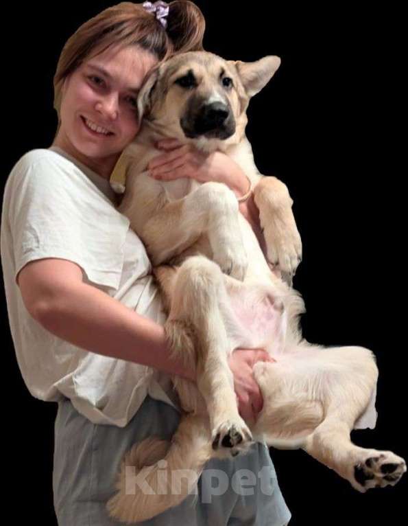 Собаки в Санкт-Петербурге: Дворинин овчарка Графи Мальчик, Бесплатно - фото 1