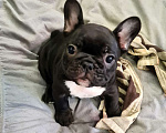 Собаки в Владивостоке: Очаровательная девочка французского бульдога Девочка, 75 000 руб. - фото 5