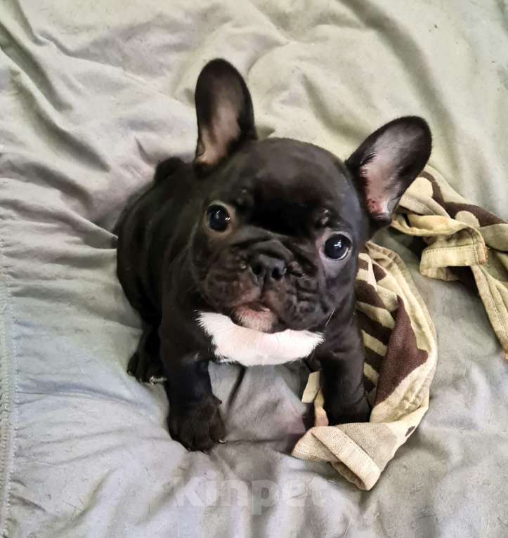 Собаки в Владивостоке: Очаровательная девочка французского бульдога Девочка, 75 000 руб. - фото 5