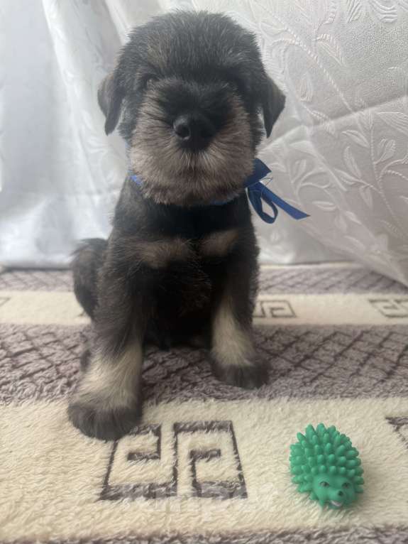 Собаки в Владимире: Мальчики Мальчик, Бесплатно - фото 2