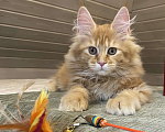 Кошки в Москве: Мейн кун котята Мальчик, 50 000 руб. - фото 1