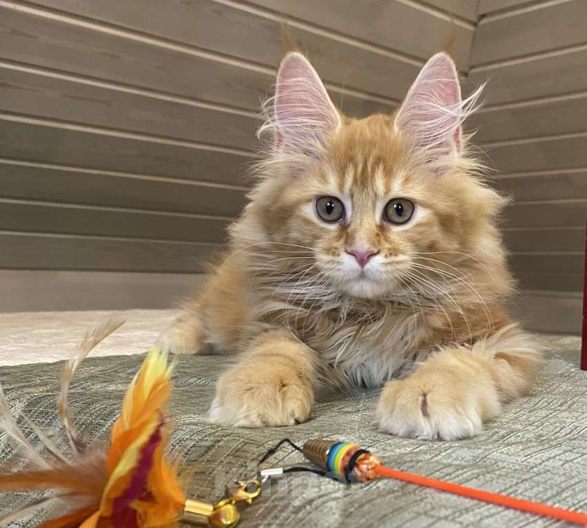 Кошки в Москве: Мейн кун котята Мальчик, 50 000 руб. - фото 1