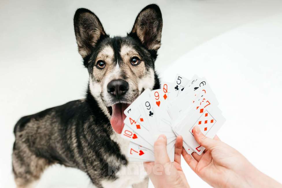 Собаки в Москве: Счастье ищет дом Мальчик, Бесплатно - фото 3