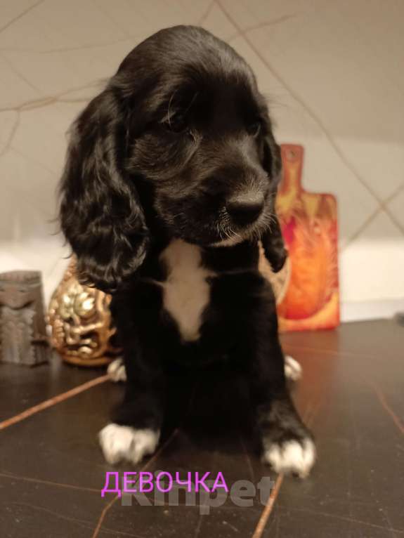 Собаки в Москве: Девочка 1 Девочка, 20 000 руб. - фото 5