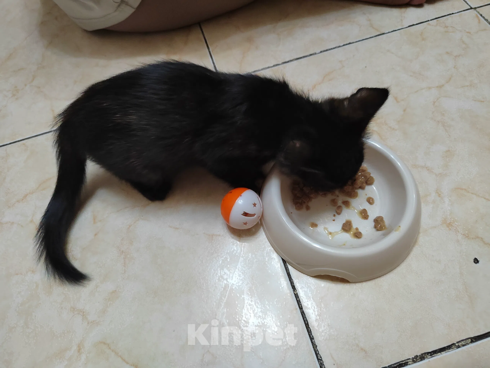 Кошки в Улане-Удэ: Отдам кошку в добрые руки Девочка, Бесплатно - фото 2