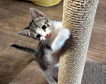 Кошки в Москве: Котенок Фифочка Девочка, Бесплатно - фото 2