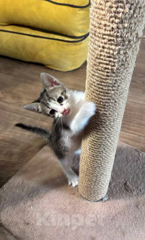 Кошки в Москве: Котенок Фифочка Девочка, Бесплатно - фото 2