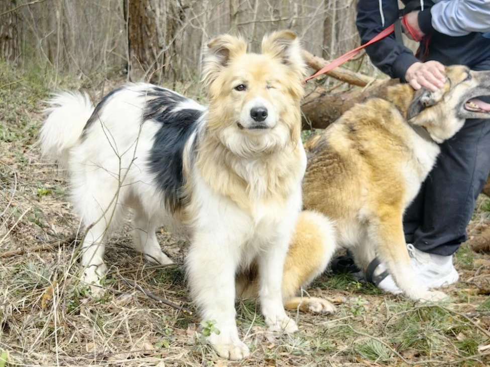 Собаки в Балашихе: Мишелька ищет дом Мальчик, Бесплатно - фото 4