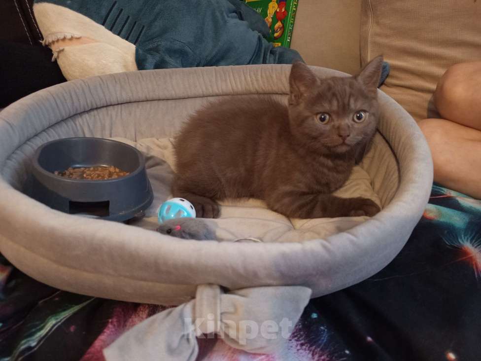 Кошки в других городах Московской области: Коричневый котенок британец 2 месяца  Мальчик, 15 000 руб. - фото 4