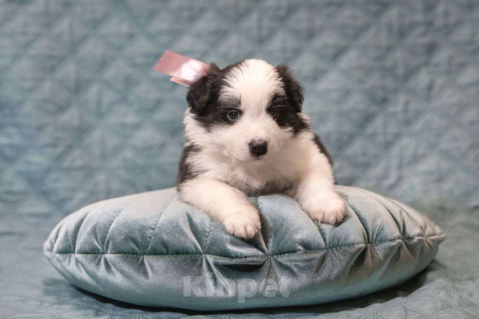 Собаки в Москве: Самая ласковая и нежная девочка бордер-колли Девочка, Бесплатно - фото 2