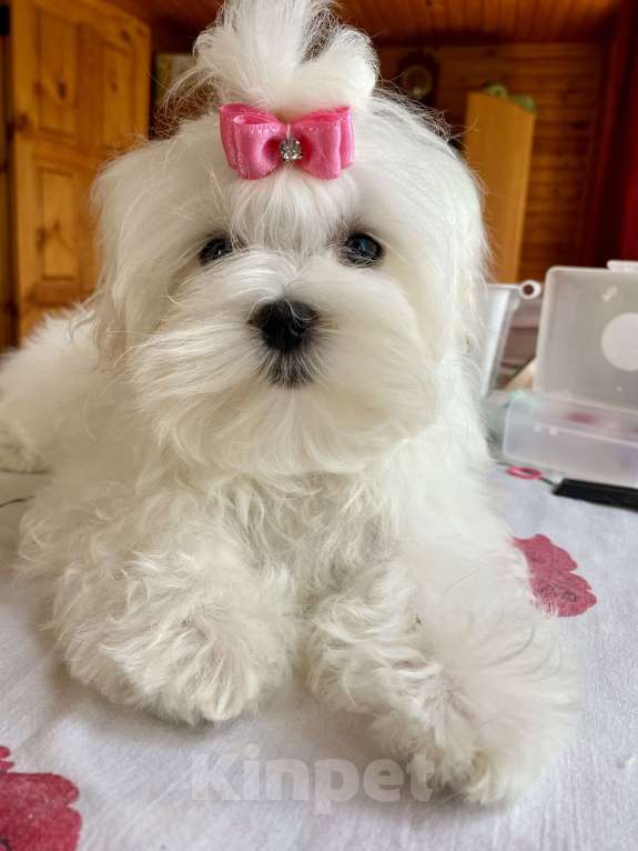 Собаки в Москве: Подрощенная девочка Мальтийской болонки 6 месяцев  Девочка, 150 000 руб. - фото 5