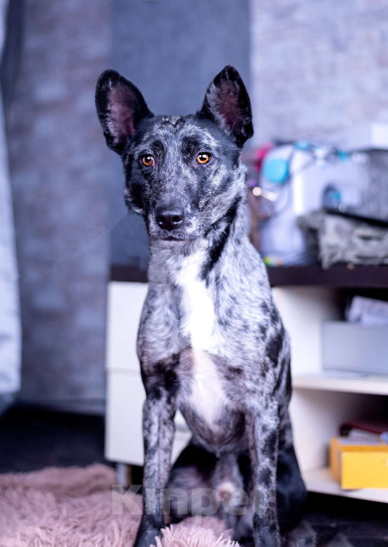 Собаки в других городах Московской области: Скай мальчик Мальчик, Бесплатно - фото 9