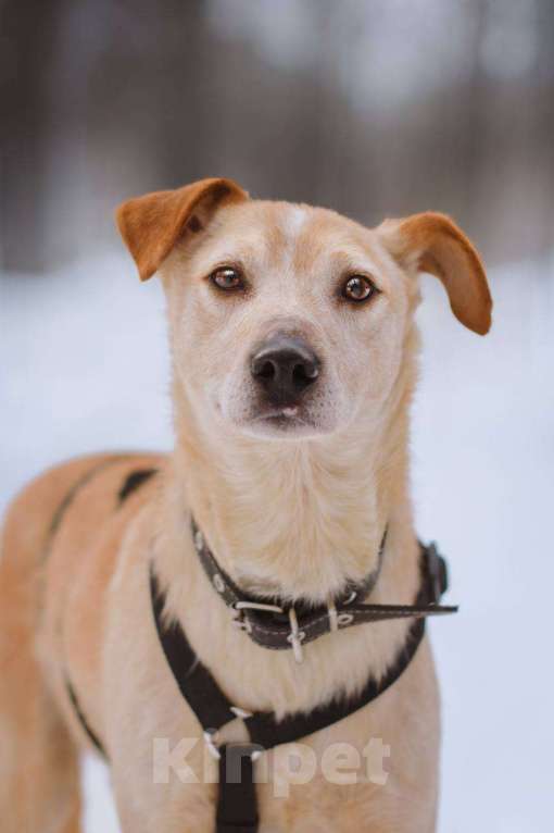 Собаки в Москве: Паппи ищет дом  Мальчик, Бесплатно - фото 2