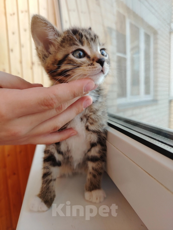 Кошки в Лобне: Котёнок Маргоша 1,5 мес Девочка, Бесплатно - фото 2