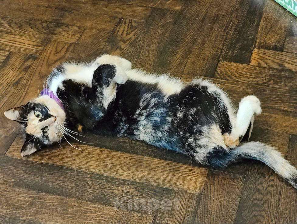 Кошки в Химках: Красавица Люси Девочка, Бесплатно - фото 9