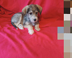 Собаки в Санкт-Петербурге: Щенки в добрые руки. Мальчик, Бесплатно - фото 3