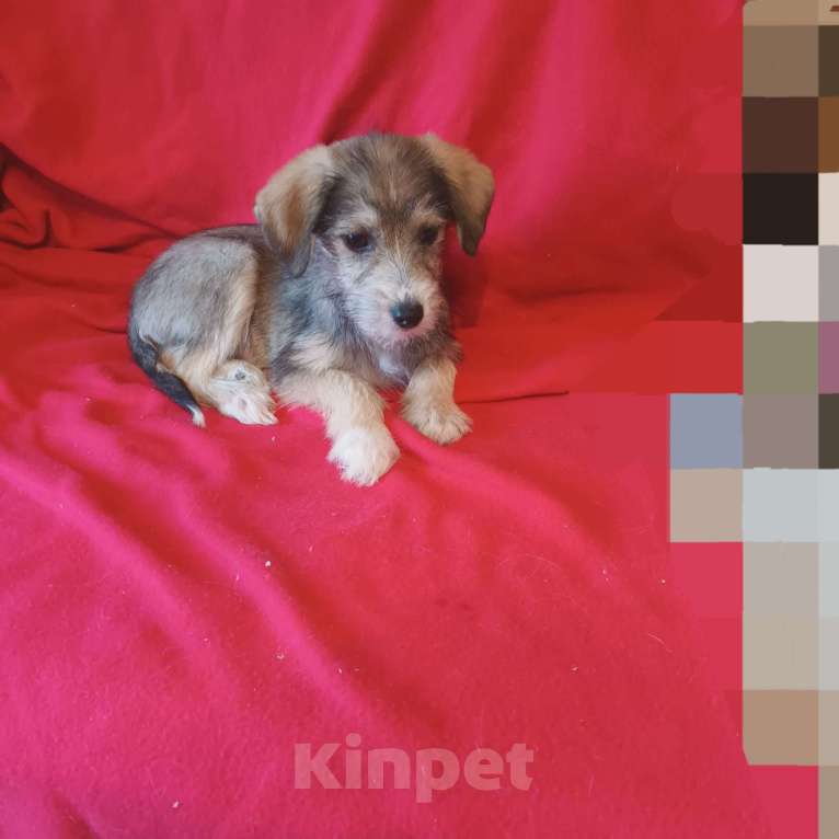 Собаки в Санкт-Петербурге: Щенки в добрые руки. Мальчик, Бесплатно - фото 3