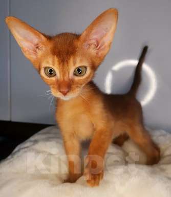 Кошки в Москве: Солнечный соррельчик котик абиссинский, американских линий Мальчик, 50 000 руб. - фото 6