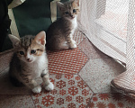 Кошки в Карасук: Отдам 3 кошечки в добрые руки. Девочка, Бесплатно - фото 2