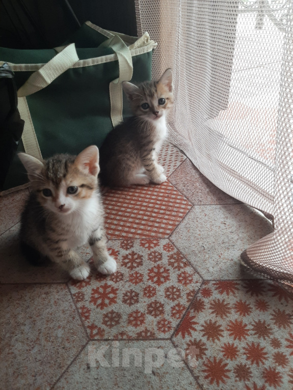 Кошки в Карасук: Отдам 3 кошечки в добрые руки. Девочка, Бесплатно - фото 2