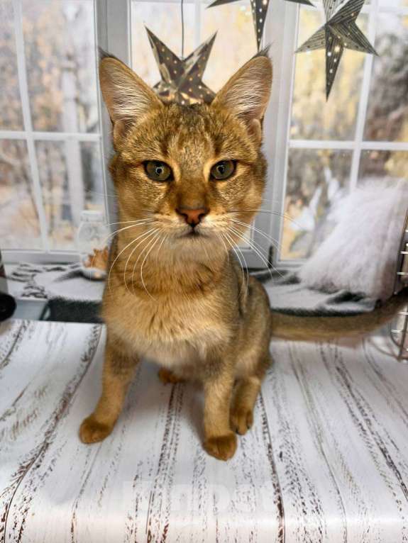 Кошки в Геленджике: Чаузи ф3 кошечка Девочка, 35 000 руб. - фото 1