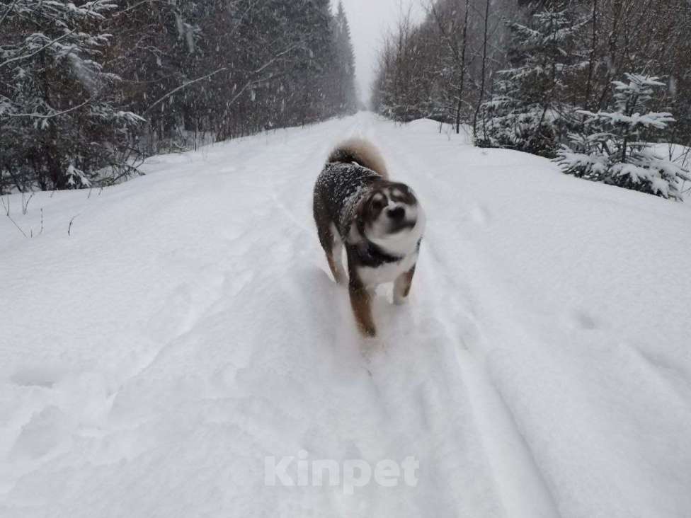 Собаки в других городах Ленинградской области: Рой ищет дом!  Мальчик, Бесплатно - фото 5