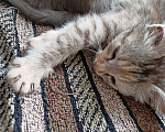 Кошки в Ульяновске: Срочно ищу заботливые руки подкидышам Девочка, 1 руб. - фото 2