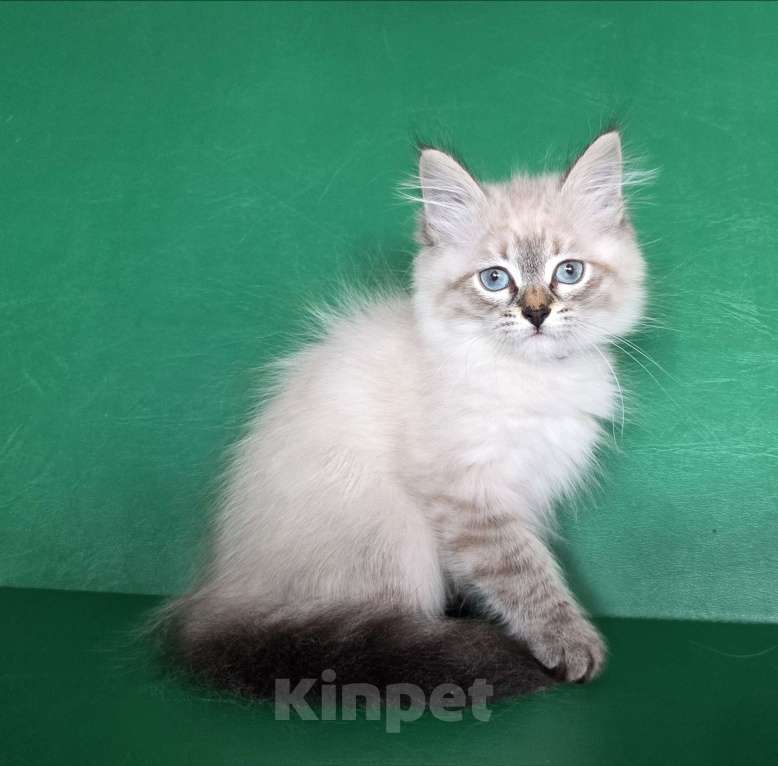 Кошки в Воронеже: Невские маскарадные котята Девочка, 40 000 руб. - фото 1