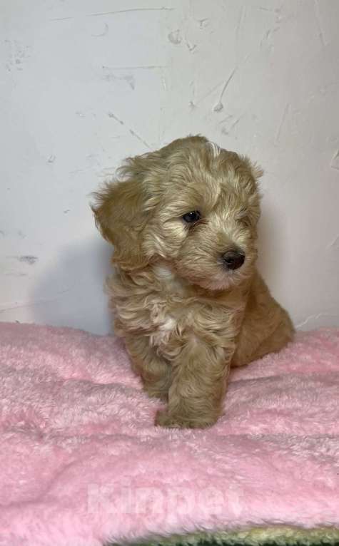 Собаки в Новосибирске: Мальтипу F1 девочка Девочка, 150 000 руб. - фото 1