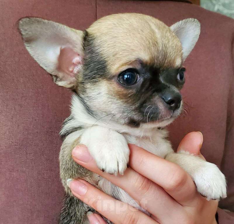 Собаки в Москве: Чихуахуа щенки Мальчик, 35 000 руб. - фото 4