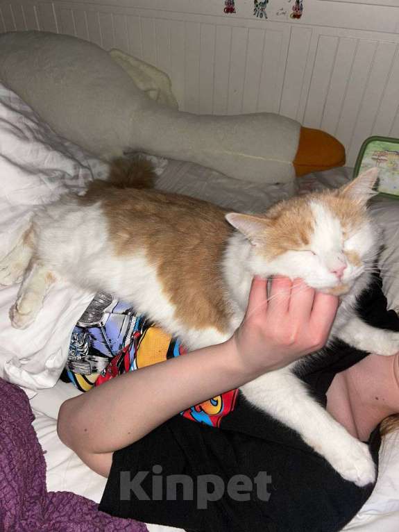 Кошки в других городах Московской области: Рыжий пушистый огромный кот Мальчик, 1 000 руб. - фото 3