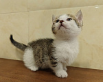Кошки в Кургане: Манчкин котята из питомника,от ветеринара. Мальчик, 35 000 руб. - фото 1