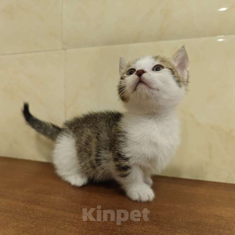 Кошки в Кургане: Манчкин котята из питомника,от ветеринара. Мальчик, 35 000 руб. - фото 1