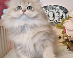 Кошки в Москве: Котики ny12, ay11 золотые шиншиллы Мальчик, 100 000 руб. - фото 3