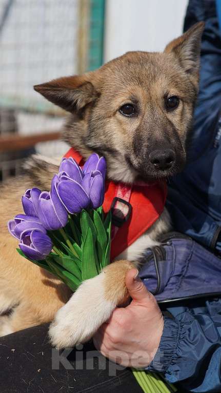 Собаки в Ногинске: Щенок ищет дом Девочка, Бесплатно - фото 5