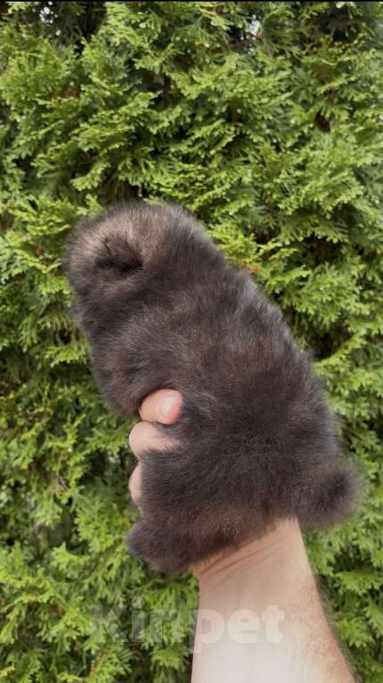 Собаки в Санкт-Петербурге: Мини Померанский шпиц премиум качества!  Девочка, 180 руб. - фото 2