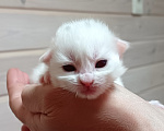 Кошки в Санкт-Петербурге: Сибирский клубный котенок с документами и вакцинациями Девочка, Бесплатно - фото 2